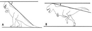 Sketches of the two extreme reconstructed postures of T. rex, wrong and right, show how the researchers measured the spinal angle of student drawings. (Credit: Image courtesy of Cornell University)