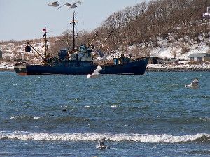 Species of seabirds could successfully return to their natural foraging habits following changes to European fisheries policies, scientists have suggested. The European Parliament recently voted to scrap the controversial discards policy, which has seen fishermen throwing thousands of edible fish and fish waste back into the sea because they have exceeded their quotas. (Credit: (c) Valeriy Kirsanov / Fotolia)