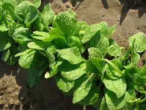 A team of researchers from Texas and Colorado has identified a variety of factors that influence the likelihood of E. coli contamination of spinach on farms prior to harvest. (Credit: (c) DLeonis / Fotolia)