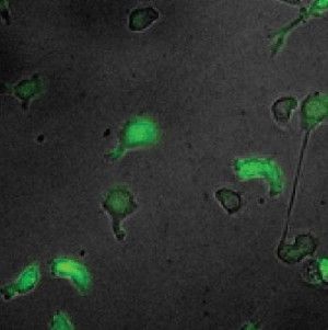 Blood progenitor cells differentiating in culture. The brightness of green indicates the amount of the regulatory protein PU.1 present. These images are from a time-lapse movie taken over the course of differentiation. (Credit: Hao Yuan Kueh, Michael Elowitz and Ellen Rothenberg/Caltech)