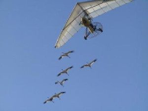 All whooping cranes studied by the University of Maryland team got the same initial flight training as chicks, following an ultralight piloted by the non-profit Operation Migration from Wisconsin to Florida in the fall. The study examined their subsequent migrations, beginning the following spring. (Credit: Heather Ray/copyright Operation Migration USA Inc.)