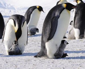 Emperor penguins. (Credit: Copyright Dr. Paul Ponganis, National Science Foundation)
