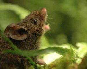 This is an image of an Alston's singing mouse. (Credit: Bret Pasch)