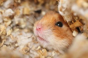In their study, the scientists discovered a heightened sensitivity to odors in the mice traumatized by shock. When these mice smelled the odor associated with the electrical shocks, the amount of neurotransmitter -- chemicals that carry communications between nerve cells -- released from the olfactory nerve into the brain was as big as if the odor were four times stronger than it actually was. (Credit: (c) Alexander Nikulin / Fotolia)
