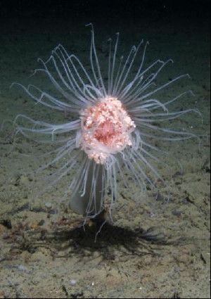 Large animals (megafauna), such as this hydroid Corymorpha glacialis, are projected to suffer major declines under the latest climate change predictions. (Credit: National Oceanography Centre)