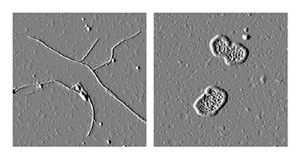 The glaucoma-associated olfactomedin domain of myocilin in straight fibrils common to many amyloids (left) and a disease causing variant forming large circular fibrils (right). (Credit: Hill, et al., 2013.)