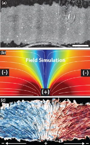 The top image shows a patch of epithelial cells. The white lines in the middle image mark the electric current flowing from positive to negative over the cells. The bottom image shows how the cells track the electric field, with blue indicating leftward migration and red signaling rightward movement.