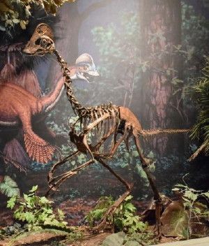 This is a mounted replica skeleton of the new oviraptorosaurian dinosaur species Anzu wyliei on display in the Dinosaurs in Their Time exhibition at Carnegie Museum of Natural History, Pittsburgh, Pa., USA.