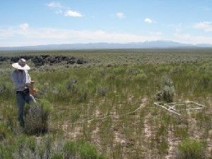 A sea of non-native crested wheatgrass (left) fills the path of the Poison Creek fire, which burned on the remote Owyhee High Plateau, tucked into the southwest corner of Idaho, in 1996. Nearly two decades later, an abrupt transition to healthy sagebrush marks the edge of the fire. The Jarbidge Mountains sit on the horizon.