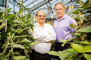 Professors Praveen Kumar, right, and Stephen Long developed a computer modeling system to help plant scientists breed soybean crops that produce more and use less water.