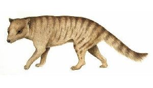 An artist's conception shows Nimbacinus dicksoni, a thylacine-like marsupial from the mid-Miocene.