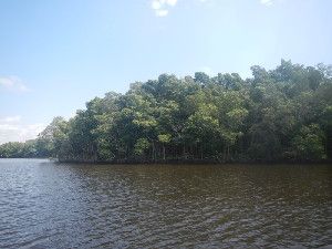 Mangroves in Everglades National Park: Will they be swamped by future sea-level rise?