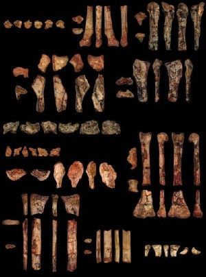 The preserved bones of Kryptodrakon progenitor (shown here in different views) has yielded new discoveries on the origin of the pterodactyloids, a group of flying reptiles that would go on to become the largest known flying creatures to have ever existed.