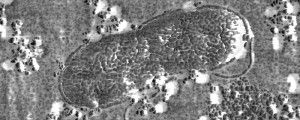 An atomic force microscope image of the bacterial strain AltSIO.