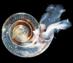First evidence of marine snails from the natural environment along the U.S. West Coast with signs that shells are dissolving.