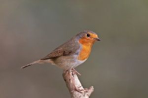 European robin (stock image).