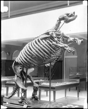 Skeleton of a giant ground sloth at the Los Angeles County Museum of Natural History, circa 1920.
