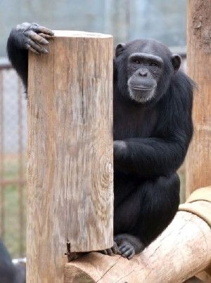 Psychological research with chimpanzees like Tara, above, has found chimps prefer silence to Western music. New research published by the American Psychological Association reveals chimpanzees like listening to other types of world music, such as African and Indian.