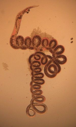 Heligmosomoides polygyrus is a natural intestinal parasite of mice, which can provide a model of helminth infections in humans. When such a parasite infects mice, some of the signals that the animal’s immune system produces to defend against it can activate a latent viral infection.