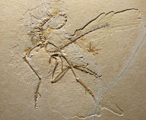 The new (eleventh) specimen of Archaeopteryx.