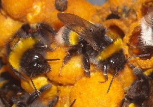 Bumblebee (Bombus terrestris) workers with Radio Frequency Identification (RFID) tags.