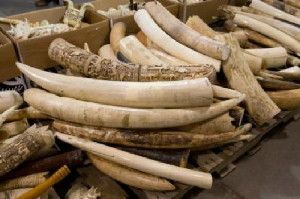 This is an ivory stockpile that was destroyed by the US Fish and Wildlife service last year.