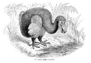 Vintage engraving of the Dodo (Raphus cucullatus), a flightless bird endemic to the Indian Ocean island of Mauritius. The dodo has been extinct since the mid-to-late 17th century.