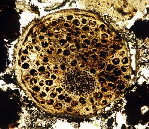 A fossil of a 600 million-year-old multicellular organism displays unexpected evidence of complexity.