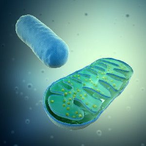 Artist's 3-D rendering of mitochondria (stock illustration).