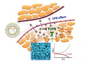 This is an illustration depicting liposomal OTS964 entering cancer cells where it blocks the enzyme TOPK, preventing the final stage of cell division.