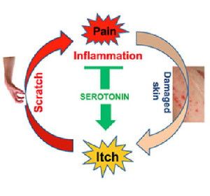 Washington University Center for the Study of Itch Scratching an itch causes minor pain, which prompts the brain to release serotonin. But serotonin also reacts with receptors on neurons that carry itch signals to the brain, making itching worse.