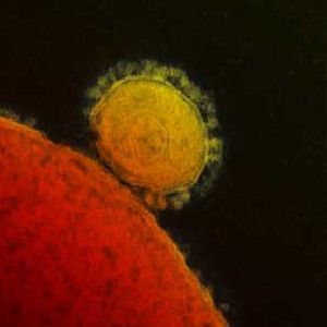 MERS virus