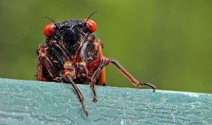 A 13-year cicada in Chapel Hill, N.C., in 2011. This year's 17-year cicadas are beginning to appear.