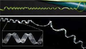 IMAGE: An intact cucumber tendril (top) and a fiber ribbon (bottom) that has been extracted from a tendril both coil in the same, predictable way. Studying the cellular structure of these...