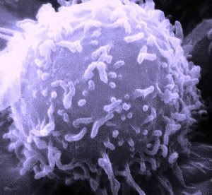 Electron microscopic image of a single human lymphocyte
