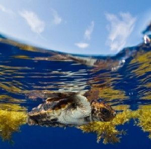 A young loggerhead turtles swims near a mat of Sargassum seaweed.