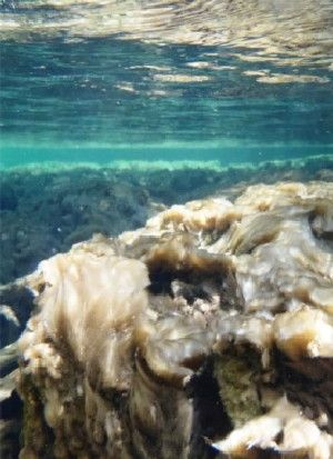 A didymo mat several centimeters thick covers the rocky substrate of the crystal clear Duval River. Thick and extensive blooms are known to affect the structure and function of river ecosystems