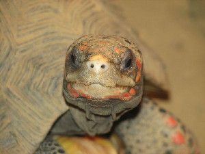 A red-footed tortoise