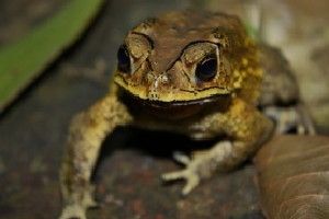 The Asian common toad is now spreading in Madagascar, where local species could get poisoned from feeding on it.