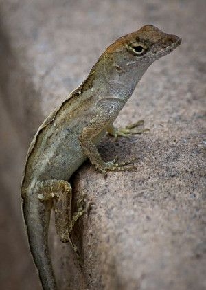 Species like the brown anole lizard maintain their body temperature by moving between sunny and shady areas, in a process called behavioral thermoregulation.