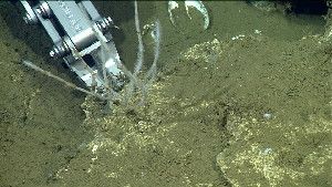 This 2013 photo provided by the Monterey Bay Aquarium Research Institute shows a manipulator arm on Monterey Bay Aquarium Research Institute's remotely operated vehicle collecting a Cladorhiza caillieti sponge growing on a piece of carbonate crust on the seafloor off the coast of Southern California. Researchers at MBARI say they have discovered a new species of poisonous sponge, described as a twig-like carnivore that is able to survive on the dark, frigid ocean floor, just northwest of La Jolla, U-T San Diego reported. (AP Photo/Monterey Bay Aquarium Research Institute)