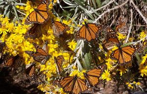 Monarchs stop for nectar during their migration south. The butterflies don’t live long enough to complete a full round trip, making it a mystery as to how they know when to head north.