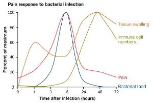 Mice with infected paws were most sensitive to being prodded when bacterial numbers were at their highest, not when the immune response was peaking.