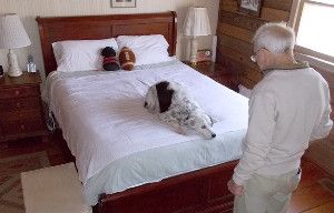 A border collie named Chaser participates in an experiment testing her ability to understand commands given before she can see any of the objects named in those directives. After hearing a four-word command, Chaser consistently turned around and carried the correct item from the head of the bed to the living room, where she placed it next the appropriate object.