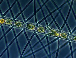 Carbon capturer The Chaetoceros atlanticus diatom shown here plucked carbon from the atmosphere in a new experiment and carried the element down to the depths of the ocean. Marina Montresor, SZN, Alfred Wegener Institute