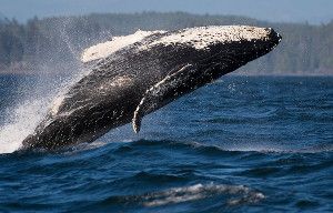 Numbers of humpback whales around Gil Island in British Columbia, Canada, have doubled in recent years.