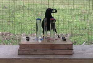 Image Caption: Crows understand water displacement at the level of a small child. Credit: Sarah Jelbert, University of Auckland