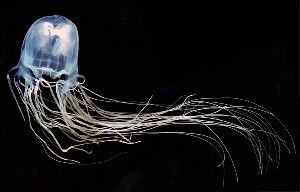 The Australian box jellyfish delivers a sting thought to be among the deadliest in the world. Zinc might counteract its effects, a new study suggests