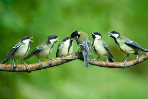 Lively European birds called great tits haven’t kept up with climate changes that would require earlier nesting. Researchers have uncovered a quirk of population dynamics that’s giving the mistimed population some temporary protection.