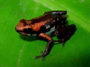 A poisonous Cauca frog and focus of the thesis by Diego Gómez Hoyos.